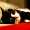 01d72eda-8bd5-496f-b125-2dbc700a04d9.gif