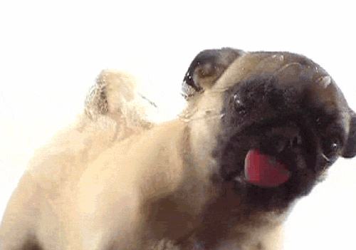 tumblr_ln0nesMEaQ1qcvxveo1_500.gif