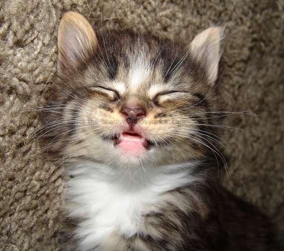 Eevee_Smile_by_The_ShadowCat.jpg