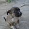 DSC02727.jpg