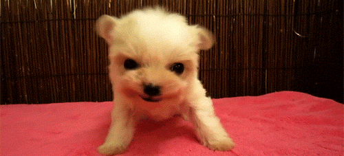 tumblr_lgixnuMeNK1qcqxxho1_500.gif