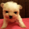 tumblr_lgixnuMeNK1qcqxxho1_500.gif