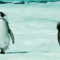 penguin-shuffle.gif