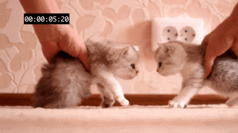 1142_c154_480.gif
