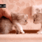 1142_c154_480.gif