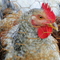 DSC02630.JPG