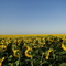 DSC02634.JPG