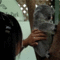 коала.gif
