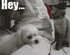 tumblr_lbr96bXh1Z1qevqn3o1_250.gif