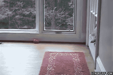 funny-dog-pictures-goggie-gif-i-can-do-it.gif