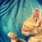 котенцето в профил(10.08.11г.).JPG