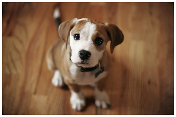 the_cutest_dog_in_the_world_by_claytes.jpg