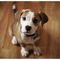 the_cutest_dog_in_the_world_by_claytes.jpg