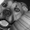 D_O_G__by_SublimeBudd.jpg