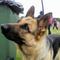 German_shepherd____by_Elektra96.jpg