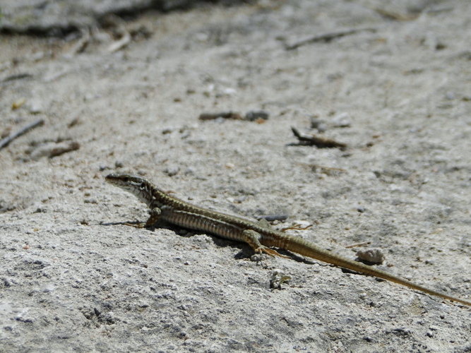DSC02685.JPG