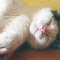 my_cat___pearl_by_o0shantae0o-d3fkj2z.jpg