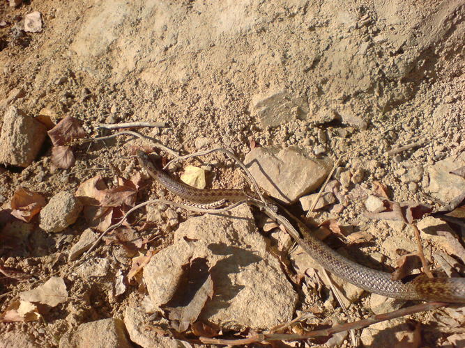 DSC00184.JPG