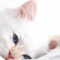 tumblr_lrbuvu8hQU1qc382yo2_250.gif