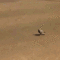 bird.gif