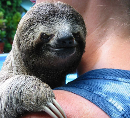 sloth_killer.jpg