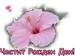 4RD_hibiscus_1976.jpg