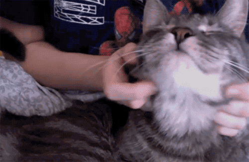 tumblr_lrso9cpJoG1qjqdfao1_500.gif