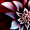 flower-wallpapers-0055.jpg