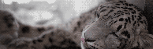 tumblr_ltomqcLM9p1qi9n0ao1_500.gif