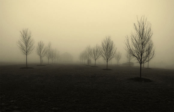 13-trees-foggy-friday.jpg