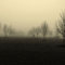 13-trees-foggy-friday.jpg