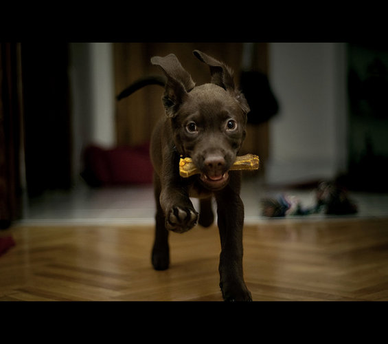 the_dog_by_poisonunic.jpg