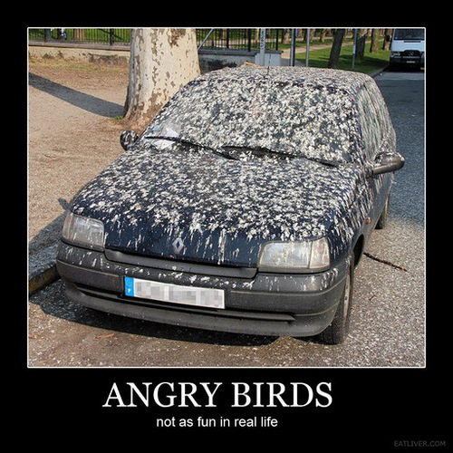 Angry+Birds+Fun.jpg