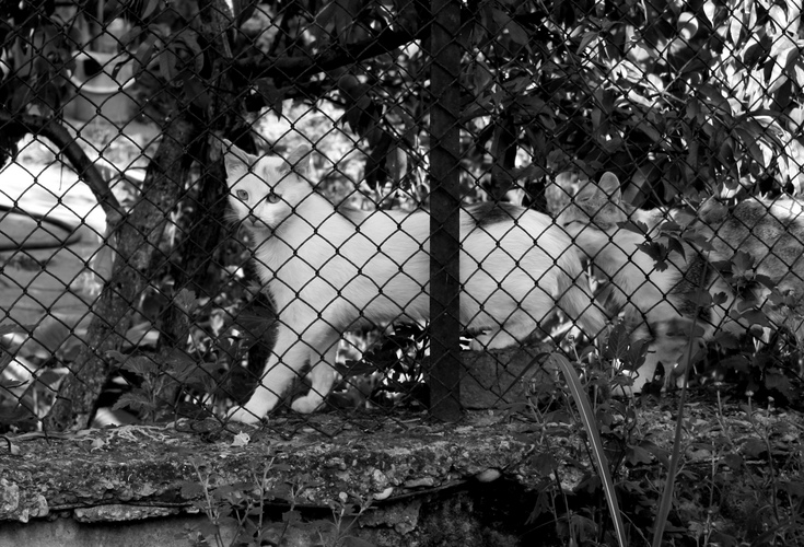 Blacknwhite.jpg