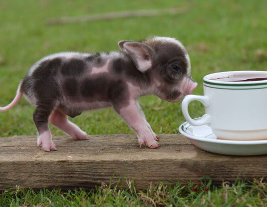 teacup-pigs.jpg