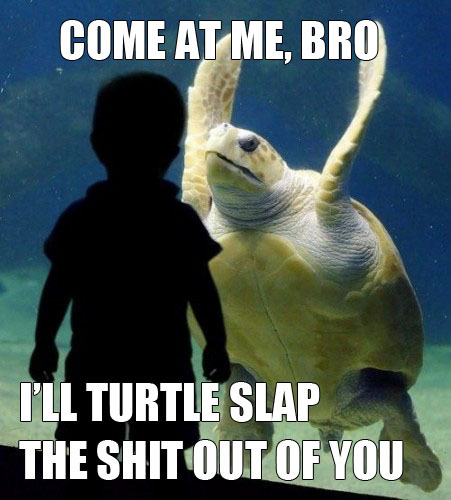 Come+At+Me+Bro+-+i%27ll+Turtle+Slap+The+Shit+Out+Of+You.jpg