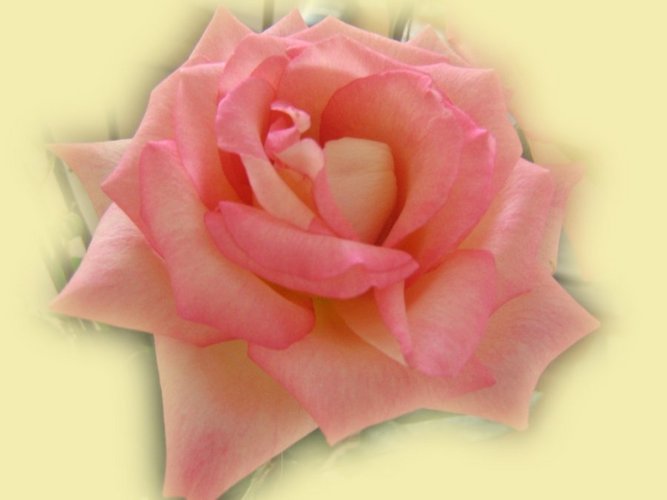beautiful_rose_0659.jpg