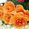 1440x900_High_resolution_flower_art_123453.jpg