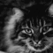 tumblr_m0iqkpsSD41qcby5ro1_500.gif