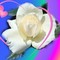 love-card-white-rose_dsc04478.jpg