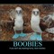 boobies.jpg