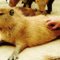 tumblr_m5zi0o8xeU1qasthro1_500.gif
