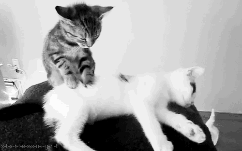 tumblr_m23iwjRgTL1r9gu2zo4_500.gif
