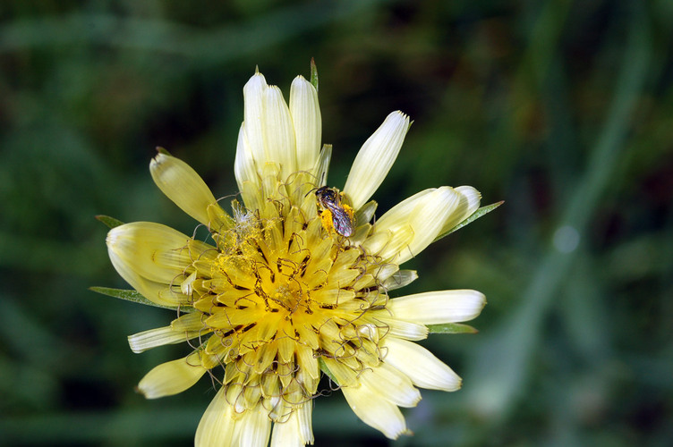 DSC_3561_macro.jpg