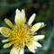 DSC_3561_macro.jpg