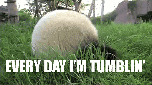 tumblr_m8mp9ysayx1qeir0j.gif
