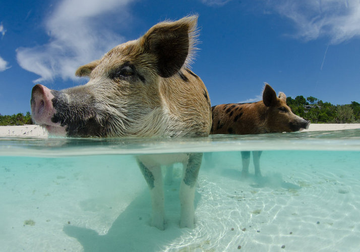 play_with_the_pigs_by_leighd-d5cdu3y.jpg