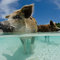 play_with_the_pigs_by_leighd-d5cdu3y.jpg