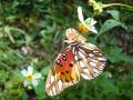 butterflies_wallpaper-dsc00079.jpg