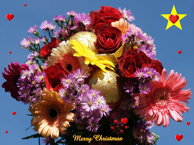christmas_flower_wallpaper-dsc01961.jpg